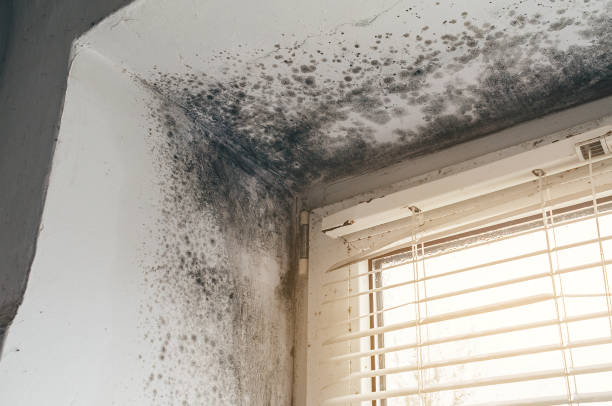 Affordable Mold Removal solutions in Antioch, TN